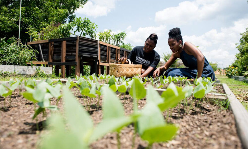 Black Homsteaders and Off-Grid Conference