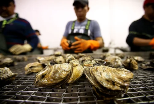 PASS CHRISTIAN, MS - APRIL 21: A man cleans oysters for distribution at Crystal Seas Oysters in Pass Christian, Mississippi April 21, 2014.
