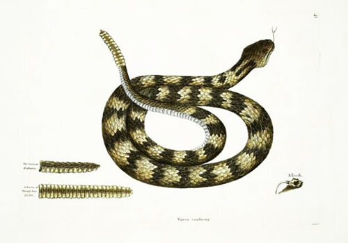 Print of a rattle-snake by Mark Catesby. New York Public Library Rare Books Division.