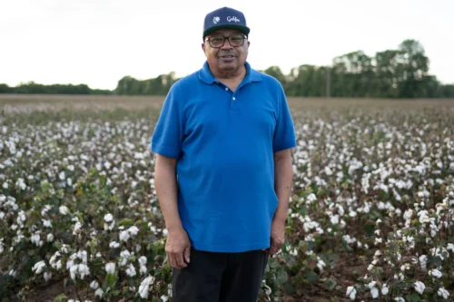 Wilbon Anthony, Cara Anthony’s father, poses for a portrait with a cotton plant on Oct. 3, 2021, in Sikeston, Missouri.(Michael B. Thomas for KFF Health News)